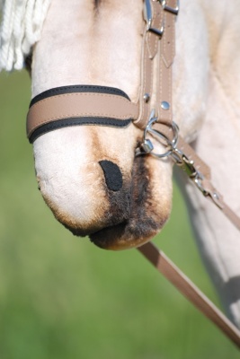 hobby_horse_amber2