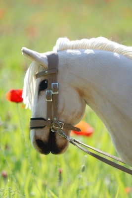 hobby_horse_amber3